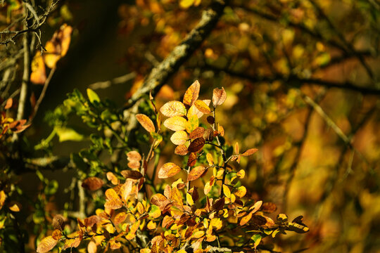 Cedar elm fall color foliage of leaves on a tree in Texas