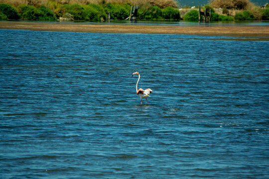 Flamingo wading in a vast blue river at a natural wetland