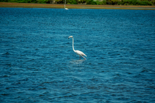 Flamingo wading in deep blue tropical waters