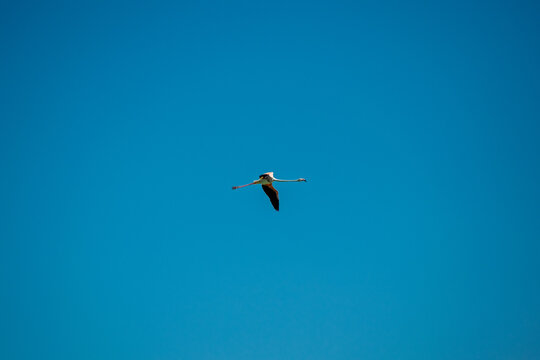 Majestic Egret in Flight Against Clear Blue Sky