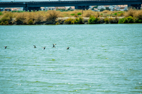 Birds Flying Over a River with an Urban Bridge Backdrop