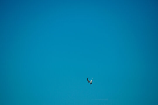 Solitude of a Bird Against a Vast Blue Sky
