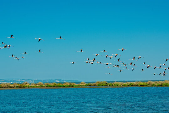 Flock of Seabirds Flying Over Blue Estuary at Daylight