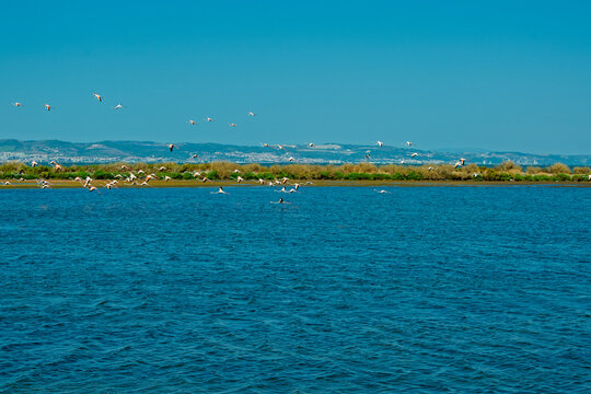 Tranquil Coastal Landscape with Birds and Blue Sky