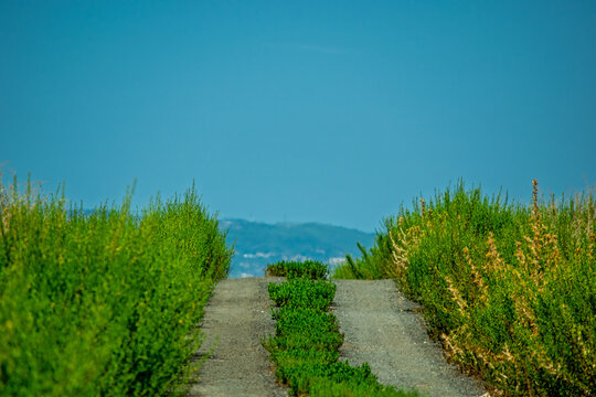 Pathway through lush green foliage with scenic mountain backdrop under clear blue sky