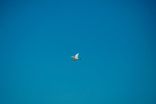 Lone Bird Against Vast Blue Sky