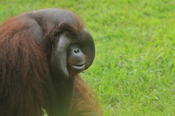 A side view of a male bornean orangutan sitting on the grass while gazing ahead © Pitokung
