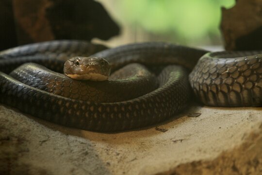 A cobra is seen coiled up, gazing straight ahead