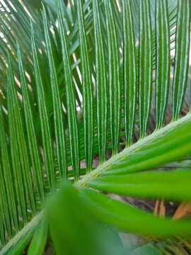 Close Up Texture of Green Cycas Palm Leaves