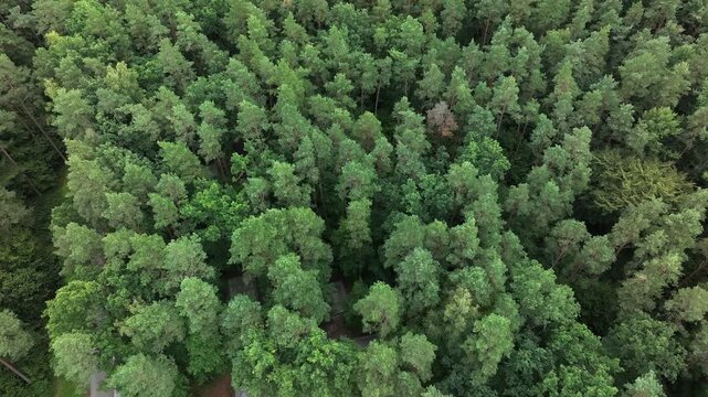 Aerial Starogard Poland WWII murder forest 1. 7,000 Polish civilians, intellectuals, Jews, and psychiatric patients murdered by Germany during WW II. Memorial is mass graves. Historical.