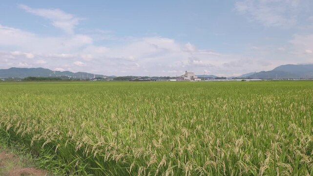 広大な黄金色の田んぼが風になびくスローモーション 福岡の秋