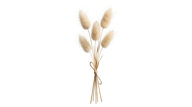 Tied dried lagurus grass bouquet isolated on transparent background png