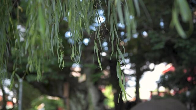 Close up of a weeping willow tree at Asakusa Shrine, Asakusa, Tokyo, Japan