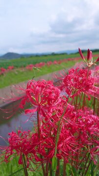 水路を背に咲く彼岸花と空の縦位置アングル 初秋の風景 福岡
