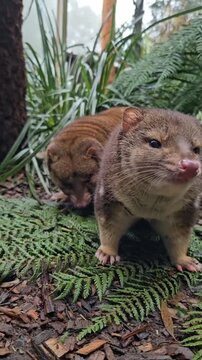 Two Spotted Quolls Exploring Forest Floor in Wild Habitat