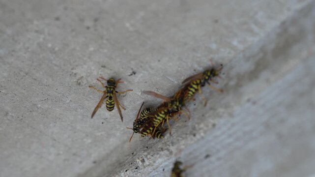 Group of paper wasps gathering on concrete surface near nest entrance
