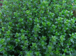 Thyme Herbal Plant, Close-up Macro © Angela