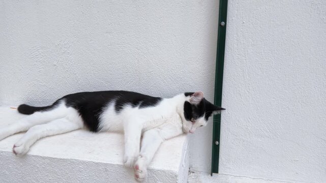 A black and white cat rests on a white ledge against a textured wall with a green metal pole