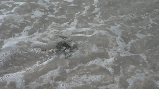 Stock video footage of a child releasing crabs from a small blue landing net back into shallow, crystal-clear ocean water on a pristine white sand beach in Florida. Ideal for family vacation content