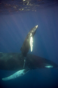 Baby humpback whale heading to the surface for a breath in the Caribbean