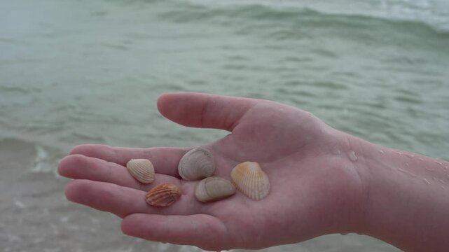 Close-up stock video footage of a child's wet hand displaying freshly collected small seashells found on a sandy beach, with ocean waves rolling in the background. Beachcombing, summer vacation. 