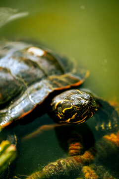A close-up photo of a turtle in a lake, featuring detailed facial features and a pleasant blurred background