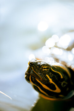 A close-up photo of a turtle in a lake, featuring detailed facial features and a pleasant blurred background