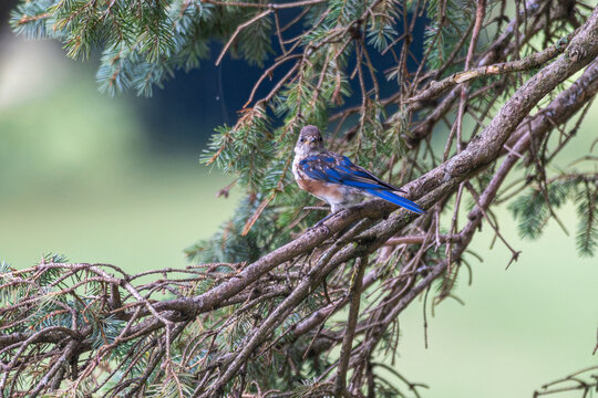 Eastern bluebird perched in a tree.
