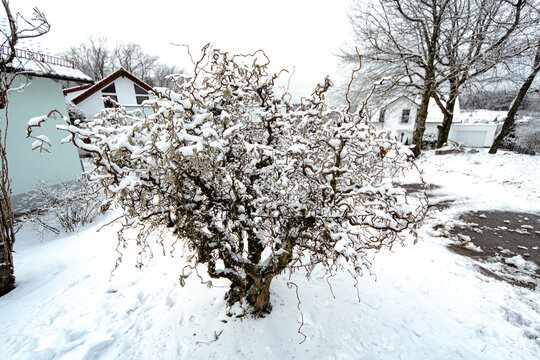 This high quality wide winter photography demonstrates ornamental horticulture garden landscape and winter season concepts with a decorative corkscrew hazel shrub Corylus avellana Contorta covered in