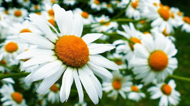 White daisies bloom beautifully in the lush garden.