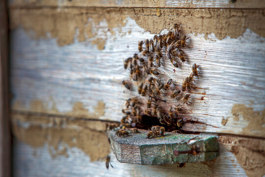 Honey Bees Swarming at Entrance of Vintage Wooden Beehive Box