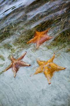 Three Orange Starfish in Shallow Ocean Water on Sandy Beach