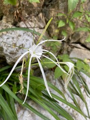 plant in the garden © Bluemoon