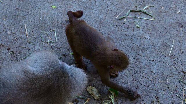 Baboons foraging for food at the zoo