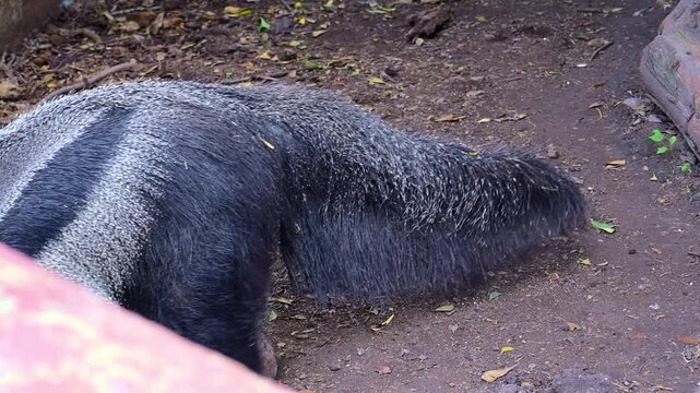 Close-up of a walking anteater.