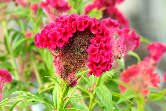 赤いケイトウの花