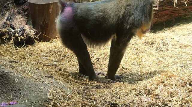Mandrill digging through the pasture.