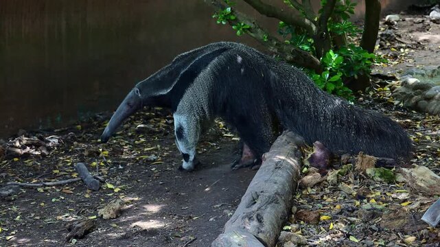 Profile view of an anteater foraging for food.