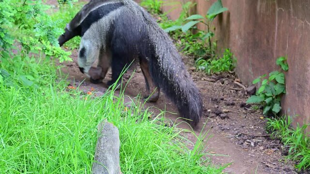 Rear view of an anteater walking away
