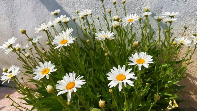 White aster flowers blooming in front of a bright white concrete wall in the sunlight.