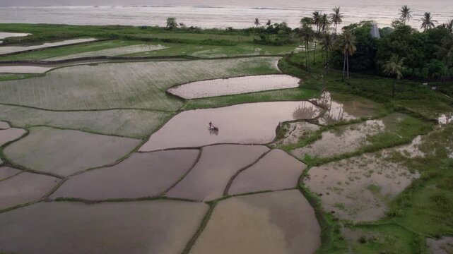 Tradidional Indonesian farmer working in rice field at sun shine