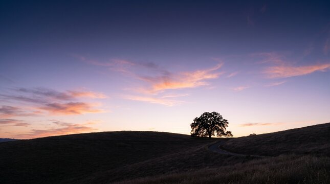 Grassy hillside with a solitary tree silhouetted against a twilight sky