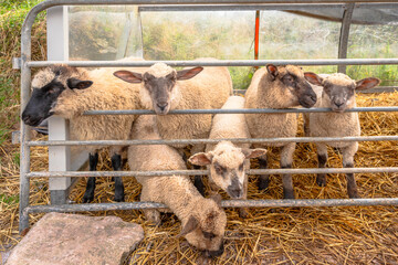 Several sheep on an Irish farm © Keith J Sfinx