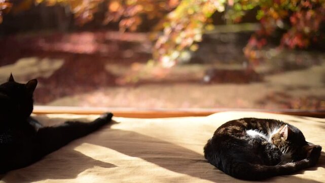 紅葉の庭を背景にしっぽを振りながらうたた寝するキジ猫と毛づくろいをする黒猫