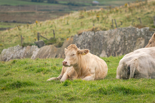 Cows lay in a field in Ireland
