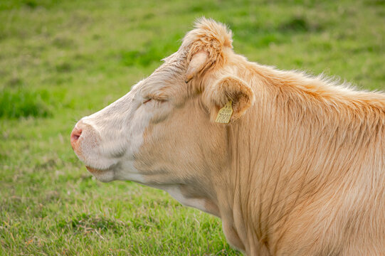The head of a cow