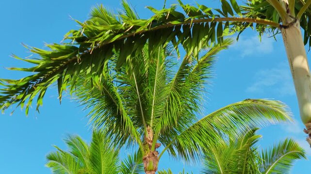Green coconut palm fronds sway in warm trade winds under a clear blue sky on Big Island Hawaii with the Pacific Ocean and tropical greenery behind the swaying trees on a bright sunny day.