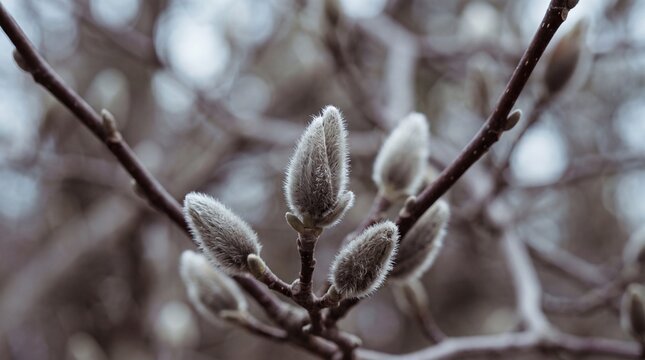 A detailed close-up of soft, fuzzy magnolia buds emerging on tree branches, capturing the peaceful beginning of the spring season.