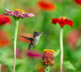 Fototapeta premium close up on flying ruby throated hummingbird above flower