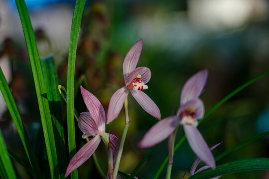 Orchids are in full bloom, colorful and vibrant